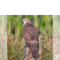 گونه سارگپه جنگلی European Honey Buzzard